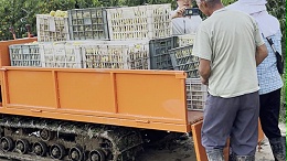 桃园必备伙伴：拉桃子的履带运输车